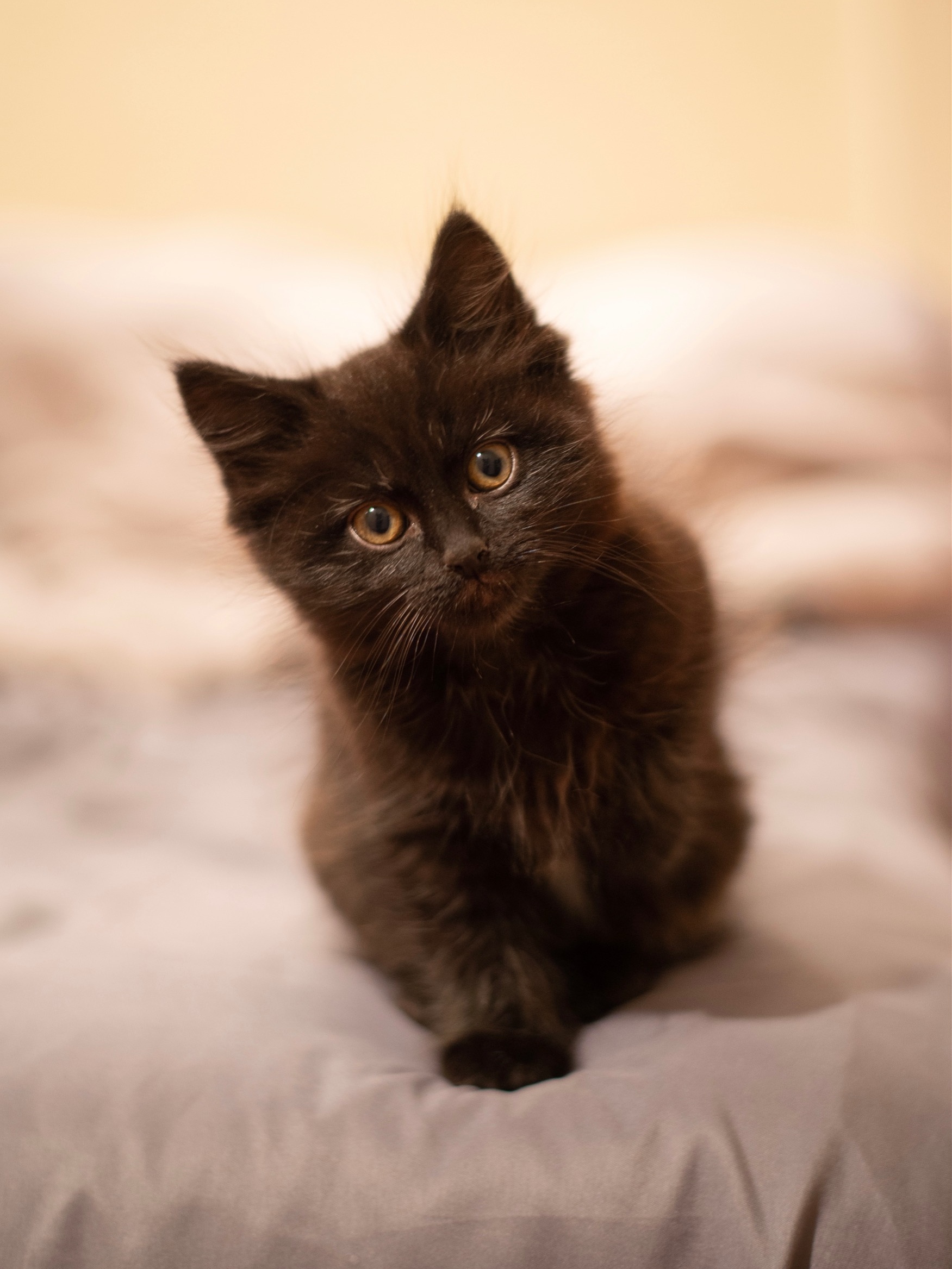 Picture 0 of my cat Luckie