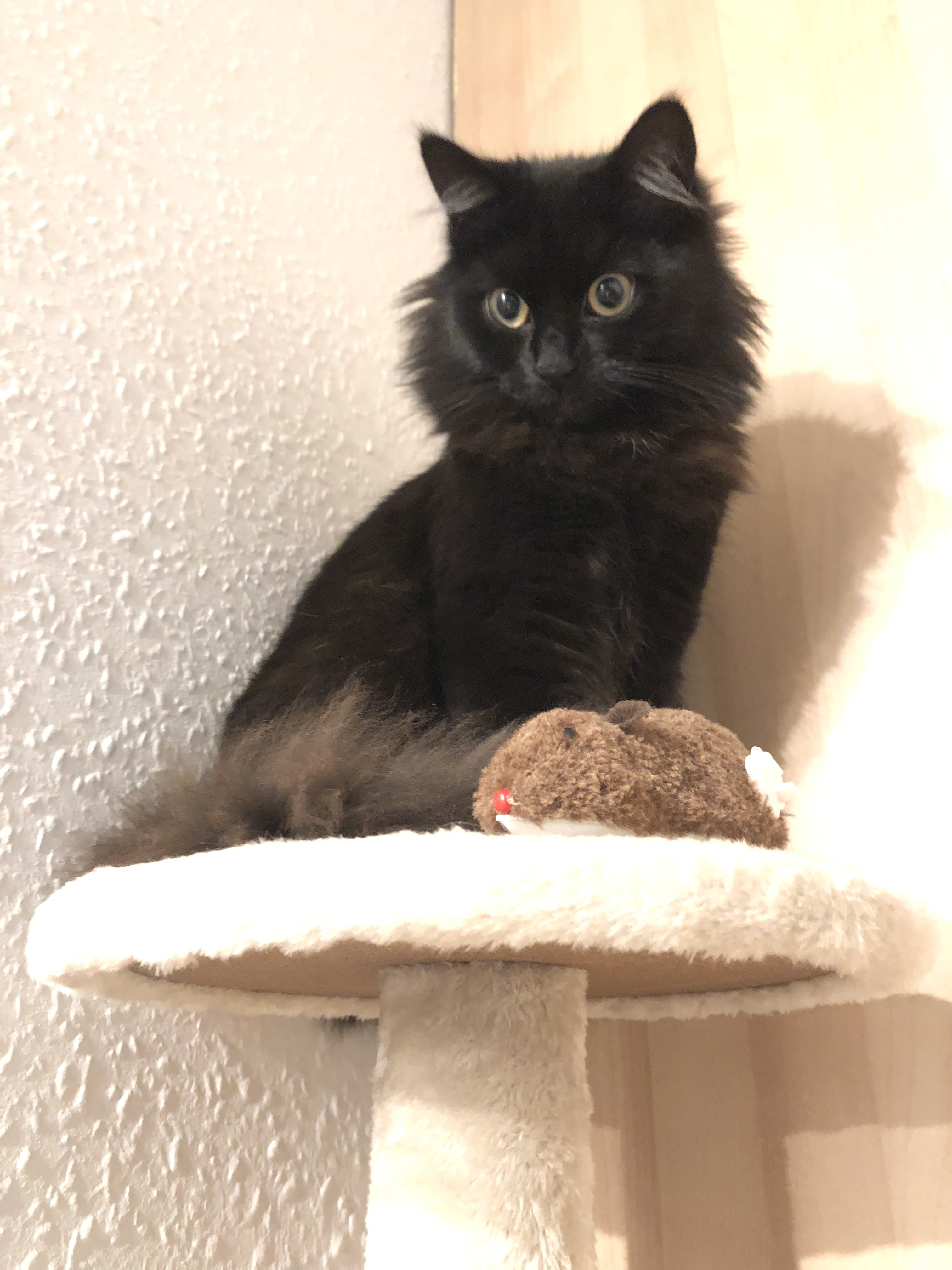 Picture 1 of my cat Luckie