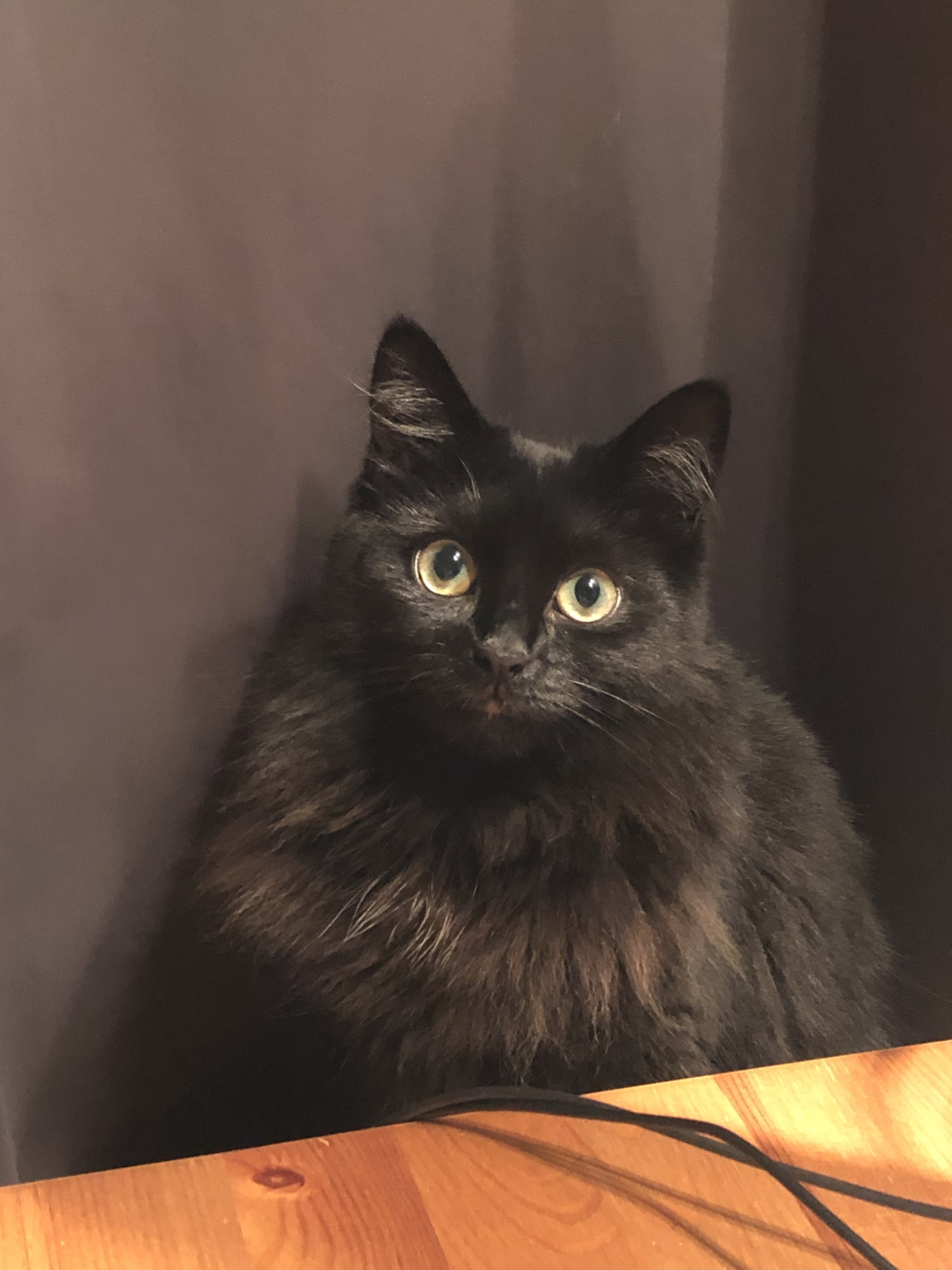 Picture 2 of my cat Luckie