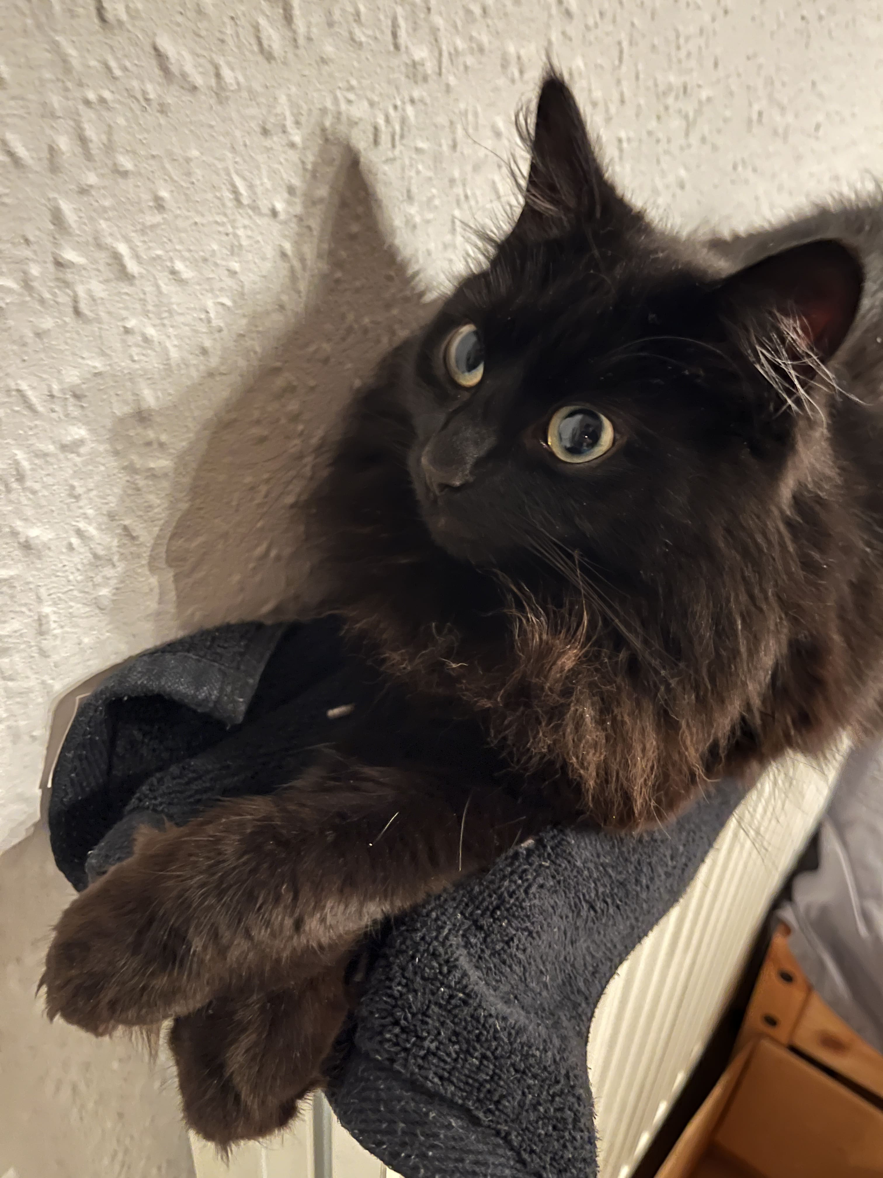 Picture 3 of my cat Luckie