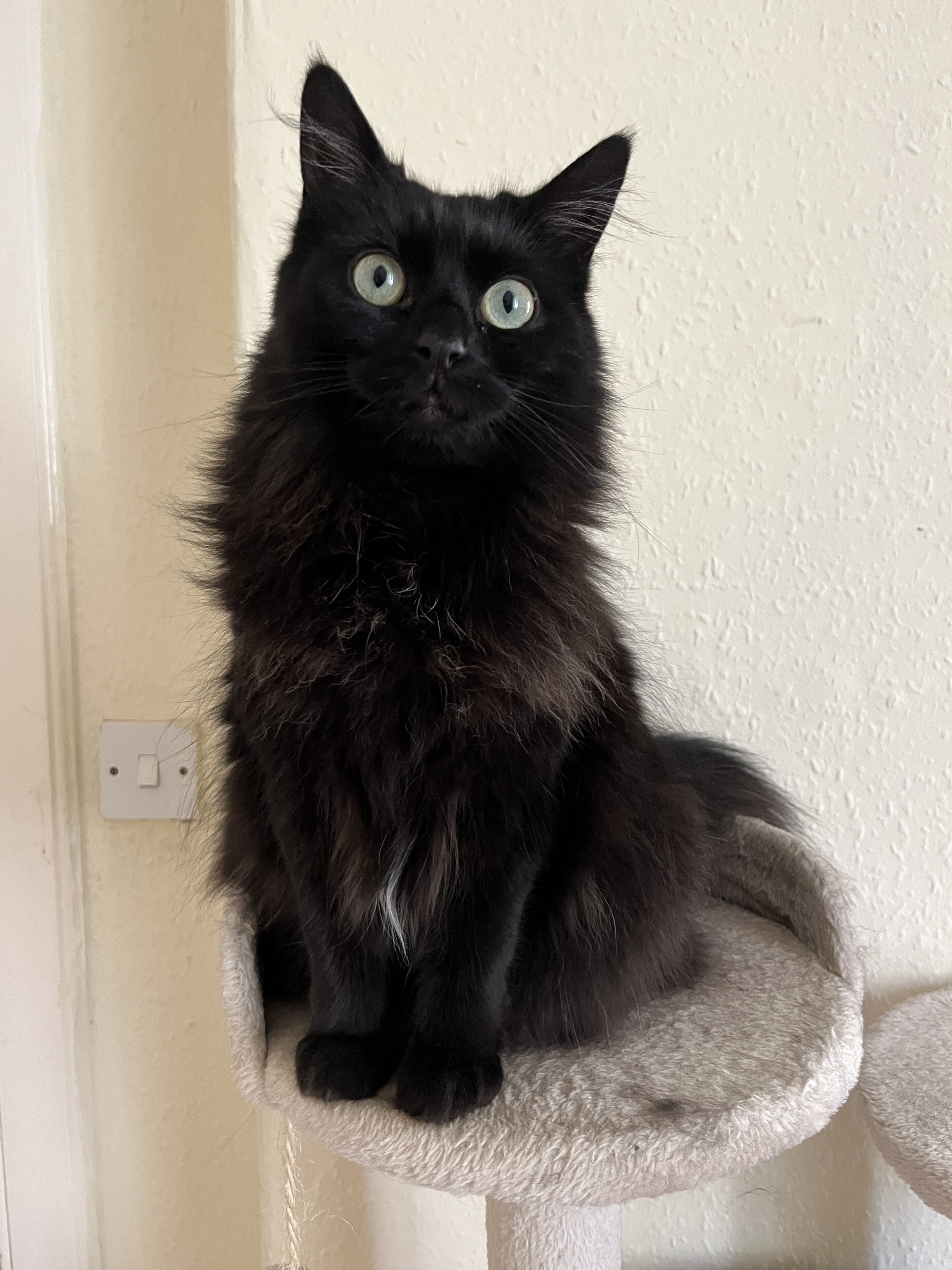 Picture 4 of my cat Luckie